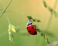 ladybug божа корівка.jpg