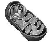 Screenshot 2023-06-29 at 11-47-32 322E20C1B3EEEBEEE3B3FF20D2E5F1F22032392E30362E3230313620C7EEF8E8F25F312E706466 - Biologiya-ZNO_2016-dod_sesiya.pdf.png