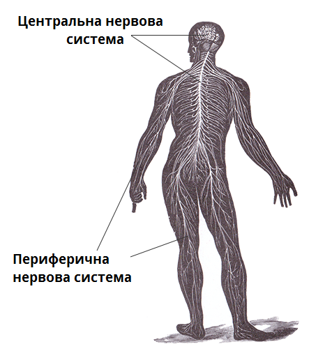 нервова система.png