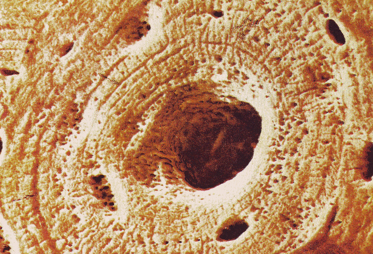 клітина кістки32.gif