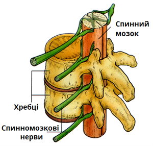 спинний мозок2.png