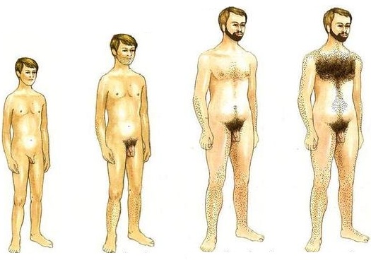 вплив тестостерону.jpg