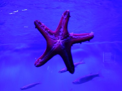 Тимур Бибик