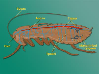 кровоносна і дихальна система таргана підписів.jpg