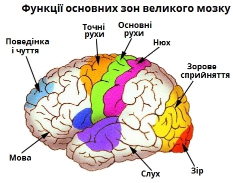 зони мозку.jpg