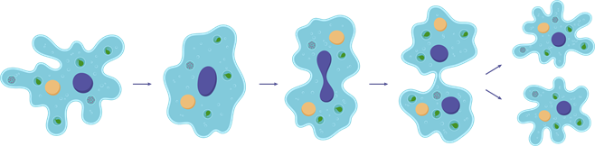 поділ амеби.png