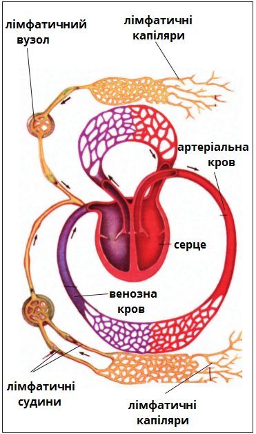 лімфатичні судини2.png
