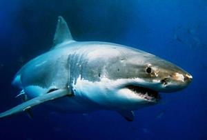 акула30.jpg