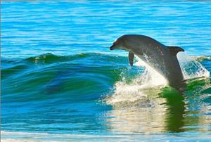 дельфін3.jpg