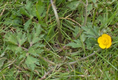 жовтець повзучий.jpg