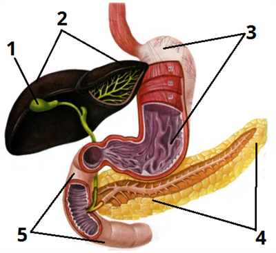 травлення у шлунку_цифри1.png