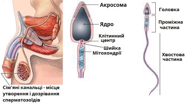сперматозоїд утворення і будова.jpg
