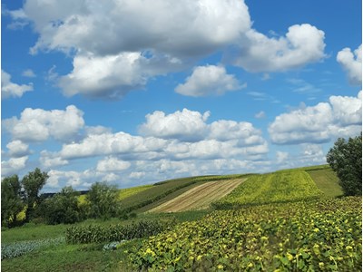 Вікторія Кучерява
