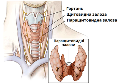 паращитовидные-железы.png