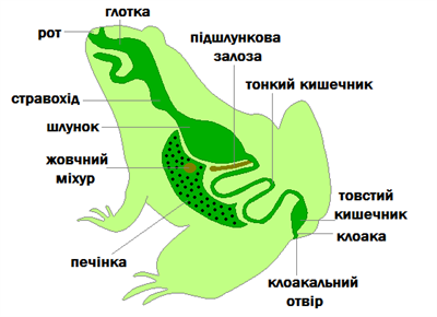 травна система.png