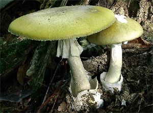 бліда поганка1.png