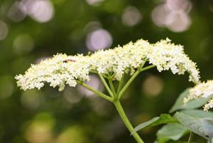 щиток складний3.jpg