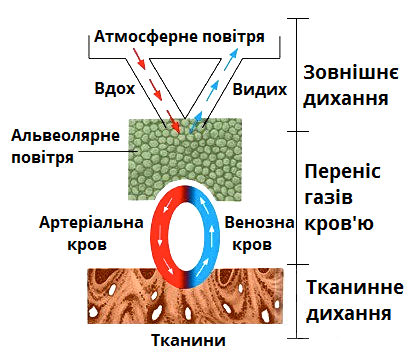дихання.png