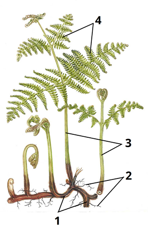 папороть будова цифри2.png