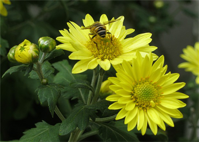 диплоїдна хризантерма.png