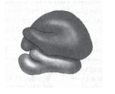 Screenshot 2023-06-29 at 11-48-41 322E20C1B3EEEBEEE3B3FF20D2E5F1F22032392E30362E3230313620C7EEF8E8F25F312E706466 - Biologiya-ZNO_2016-dod_sesiya.pdf.png