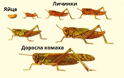 періоди_сарана.jpg