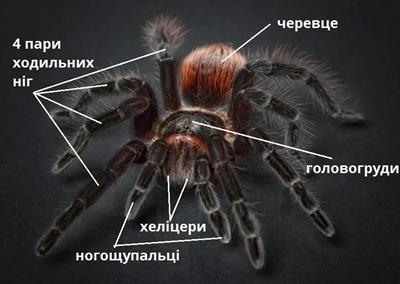 павук_підписи.jpg