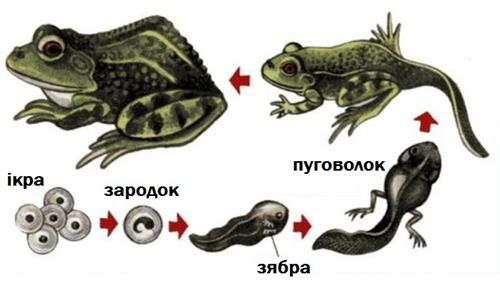 розвиток жаби.jpg