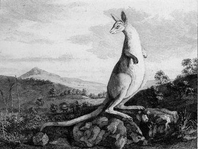 Кенгуру.JPEG
