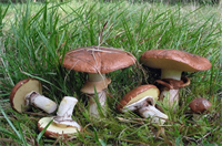 maslyuk-zvychajnyj-suillus-luteus-6.png
