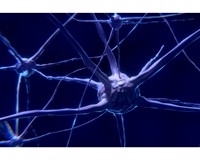 зв нейронів.jpg