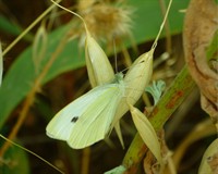 метелик біляк.jpg