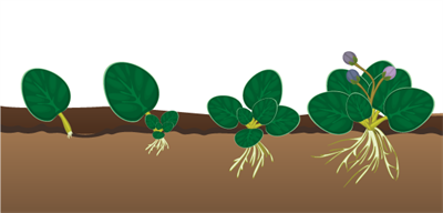 розмноження листками.png