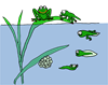frog-g4d151cf63_1920.png