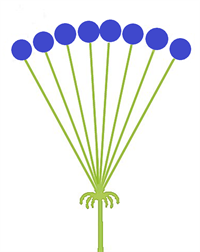 зонтик схема4.png