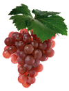 4.виноград.png