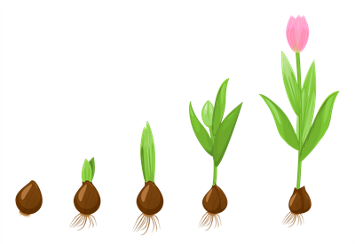 Tulpe_Тюльпан_Tulip.png