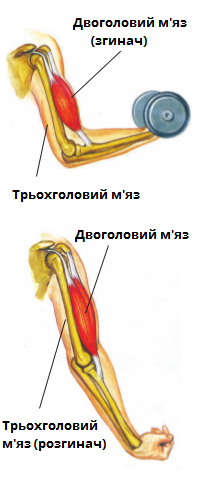 згинання руки.png