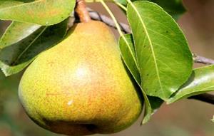 груша4.jpg
