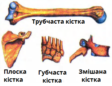 види кісток.png