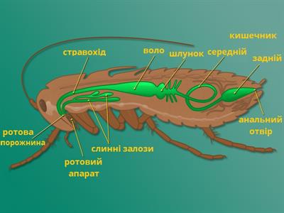 травна система таргана підписи.jpg