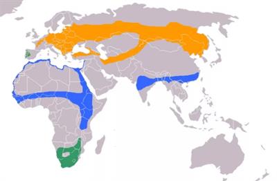 ареал лелеки чорного.jpg