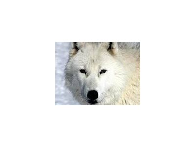 Ярослав Литвинюк