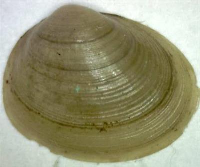 горошиинка річкова.JPG