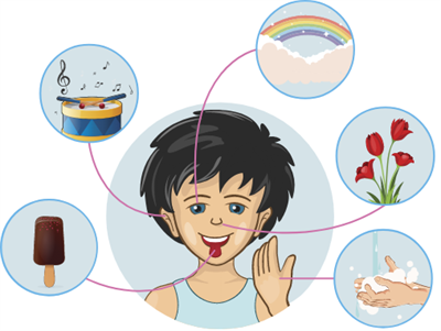 органи чуття.png