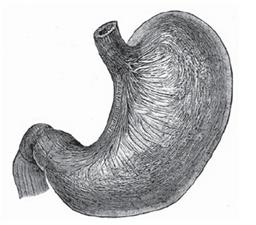 основна 48.jpg