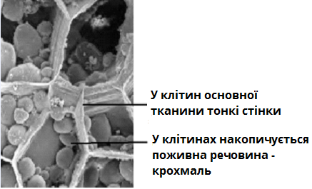 клітини картоплі.bmp