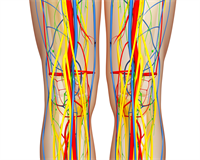 кровоносні судини.png