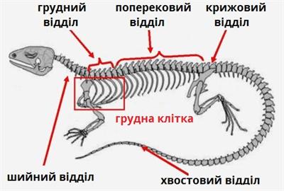 грудна клітка підписи.jpg