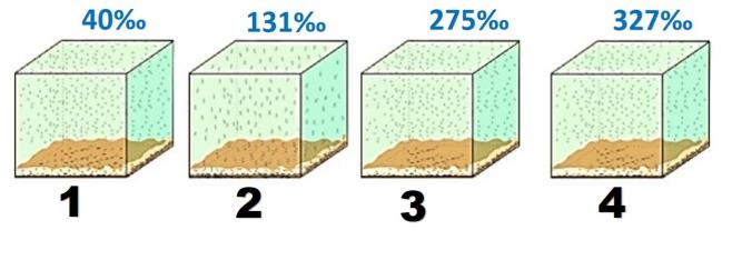 Образование соли.jpg